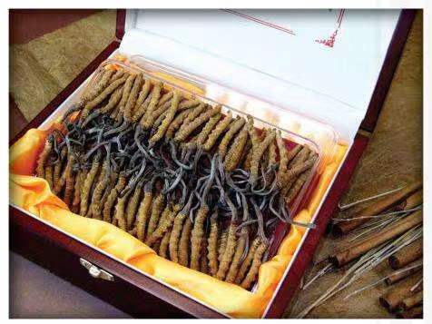 零陵冬虫夏草回收